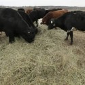Where’s the beef? Cow shortage forcing industry to make rough cuts
