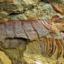 500-Million-Year-Old Sea Creature With Limbs Under Its Head Unearthed