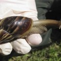 Florida battles slimy invasion by giant snails