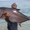 Monstrous amberjack caught in Sea of Cortez could have been a record contender