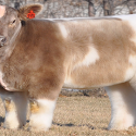 ‘Fluffy Cows’ Set Internet Hearts Aflutter